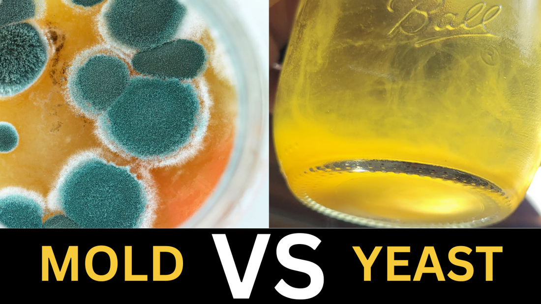 Mold in Mead? How to Identify and Avoid a Moldy Brew