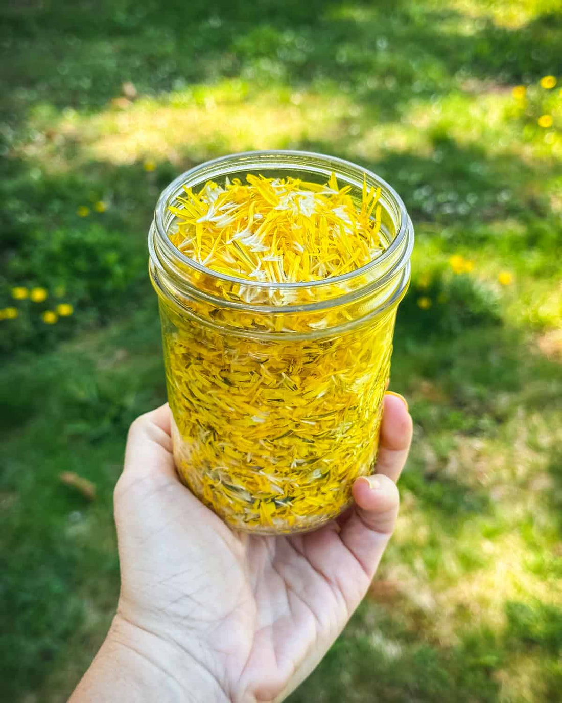 How to Make Dandelion Wine